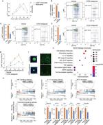 Ly-6C Antibody in Flow Cytometry (Flow)