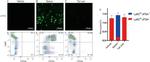 Ly-6C Antibody in Flow Cytometry (Flow)