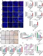 NK1.1 Antibody in Immunohistochemistry (IHC)