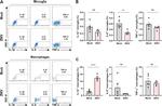 IL-6 Antibody in Flow Cytometry (Flow)