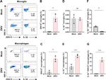 IL-1 beta (Pro-form) Antibody in Flow Cytometry (Flow)