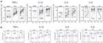 IL-6 Antibody in Flow Cytometry (Flow)