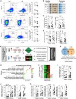 IFN gamma Antibody in Inhibition Assays (IA)