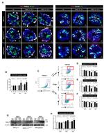 Podocalyxin Antibody in Flow Cytometry (Flow)