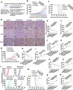 Granzyme B Antibody in Flow Cytometry (Flow)