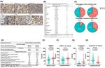 CDH11 Antibody in Immunohistochemistry (PFA fixed) (IHC (PFA))