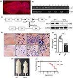 ISCA1 Antibody in Western Blot, Immunohistochemistry (Paraffin) (WB, IHC (P))