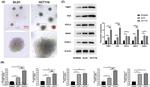 FOXC1 Antibody in Western Blot (WB)