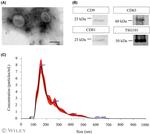 CD63 Antibody in Western Blot (WB)