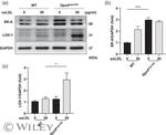 LOX-1 Antibody in Western Blot (WB)