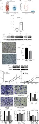 STEAP3 Antibody in Western Blot, Immunohistochemistry (Paraffin) (WB, IHC (P))