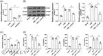 KLF9 Antibody in Western Blot (WB)