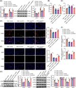 Phospho-IRE1 alpha (Ser724) Antibody in Western Blot (WB)