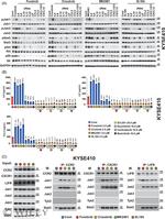 IL-6 Antibody in Neutralization (Neu)