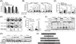 Phospho-ERK1/ERK2 (Thr202, Tyr204) Antibody in Western Blot (WB)