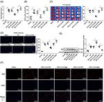 NGB Antibody in Western Blot (WB)