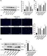 NGB Antibody in Western Blot (WB)