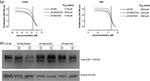 P-Glycoprotein Antibody in Western Blot (WB)