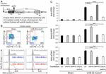 BrdU Antibody in Flow Cytometry (Flow)