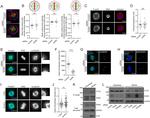 CYLD Antibody in Western Blot (WB)