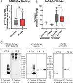 PLAC8 Antibody in Western Blot (WB)