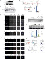 CD4 Antibody in Flow Cytometry (Flow)