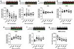 Fibrillin 1 Antibody in Western Blot (WB)