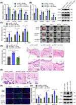 VEGF Antibody in Immunohistochemistry (IHC)