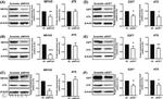 E2F7 Antibody in Western Blot (WB)