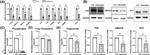 HMGCR Antibody in Western Blot (WB)