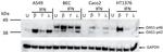 OAS1 Antibody in Western Blot (WB)