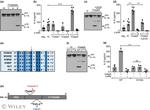 IL-1 alpha Antibody in Western Blot (WB)