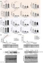 NOTCH1 Antibody in Western Blot (WB)