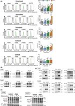 HLA-G Antibody in Flow Cytometry (Flow)