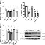 TAAR1 Antibody in Western Blot (WB)