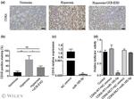 Cdk6 Antibody in Immunohistochemistry (IHC)