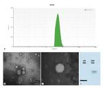 CD63 Antibody in Western Blot (WB)