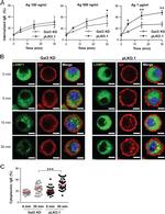 FceR1 alpha Antibody in Flow Cytometry (Flow)