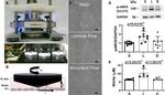 GAPDH Antibody in Western Blot (WB)