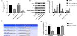 DAPK1 Antibody in Western Blot (WB)