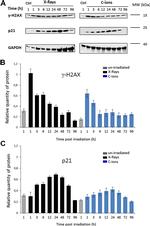 GAPDH Loading Control Antibody in Western Blot (WB)