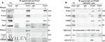 NeuN Antibody in Western Blot (WB)