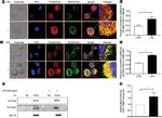 TIRAP Antibody in Western Blot (WB)