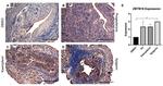 ZBTB16 Antibody in Immunohistochemistry (IHC)