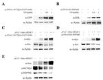 KCNQ4 Antibody in Western Blot (WB)