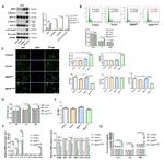 B-Raf Antibody in Western Blot (WB)