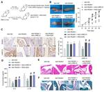 RUNX1 Antibody in Immunohistochemistry (Paraffin) (IHC (P))