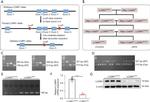 MED19 Antibody in Western Blot (WB)