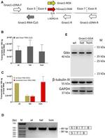 GNAO1 Antibody in Western Blot (WB)