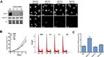 Ki-67 Antibody in Western Blot (WB)